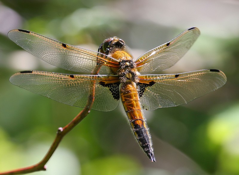 ND : Libelle
