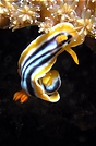 Chromodoris Lochi, ND,EBV