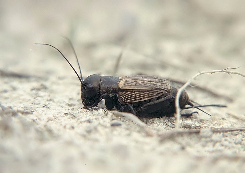 Feldgrille (Gryllus campestris) ND