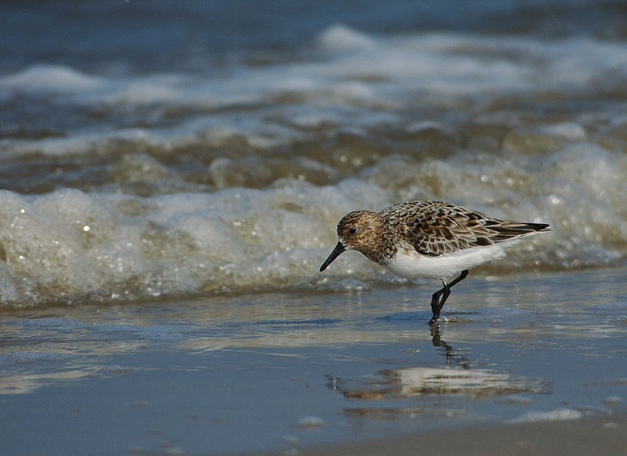 Sanderling ND