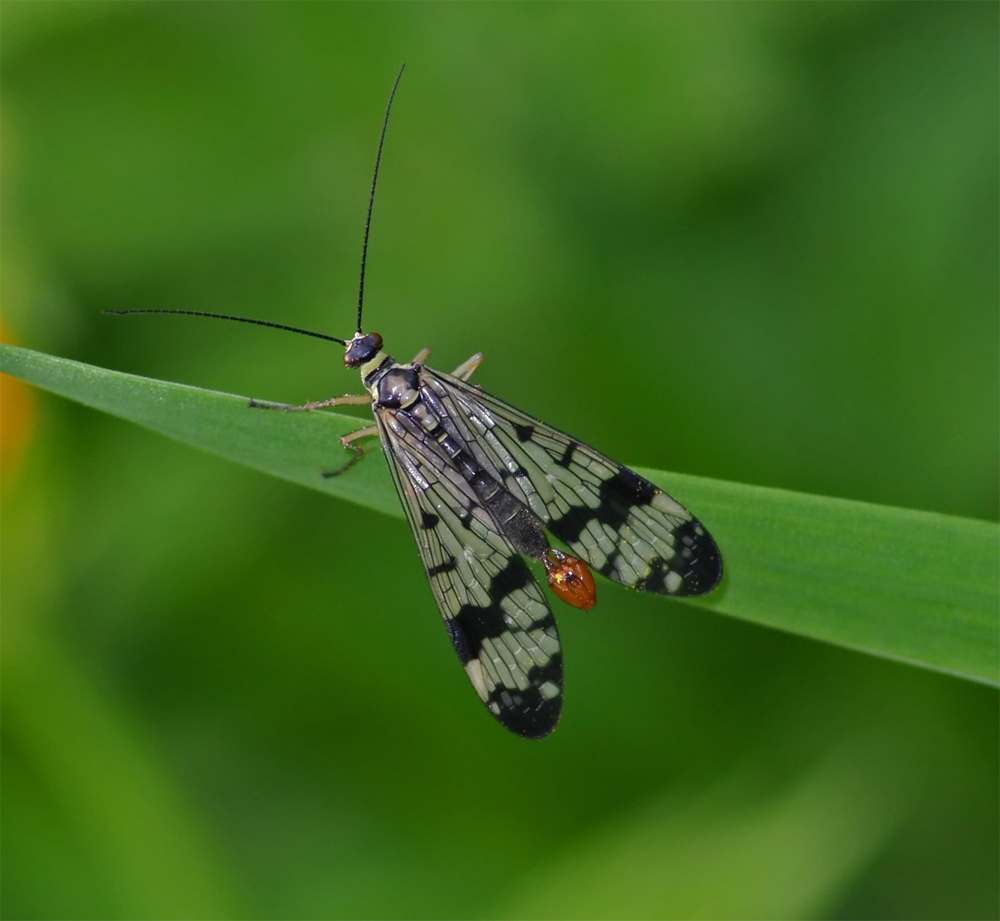 Gemeine Skorpionsfliege ND