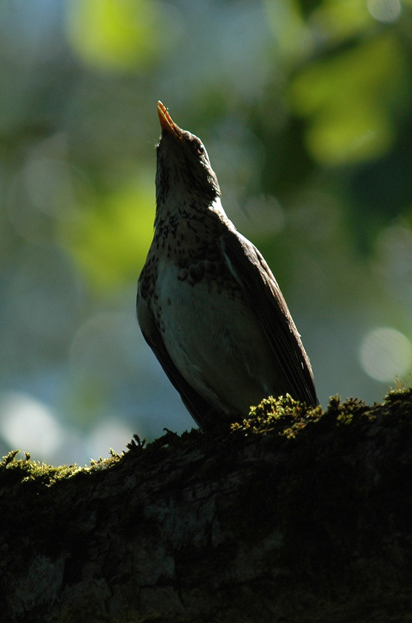 ND: Wacholderdrossel (Turdus pilaris)