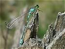 Mond-Azurjungfer (Coenagrion lunulatum)