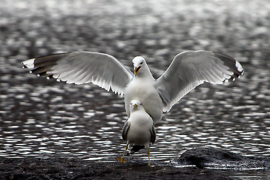 Action bei den Möwen