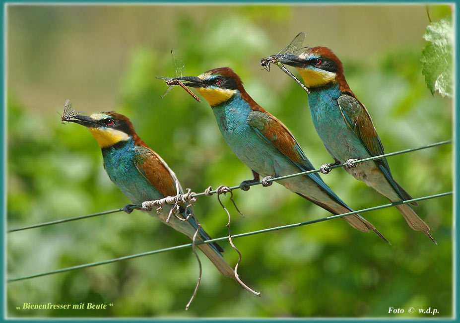 Bienenfresser mit Beute