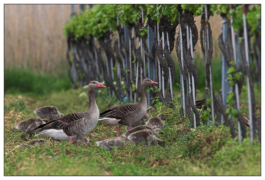 Graugänse und Wein (ND)