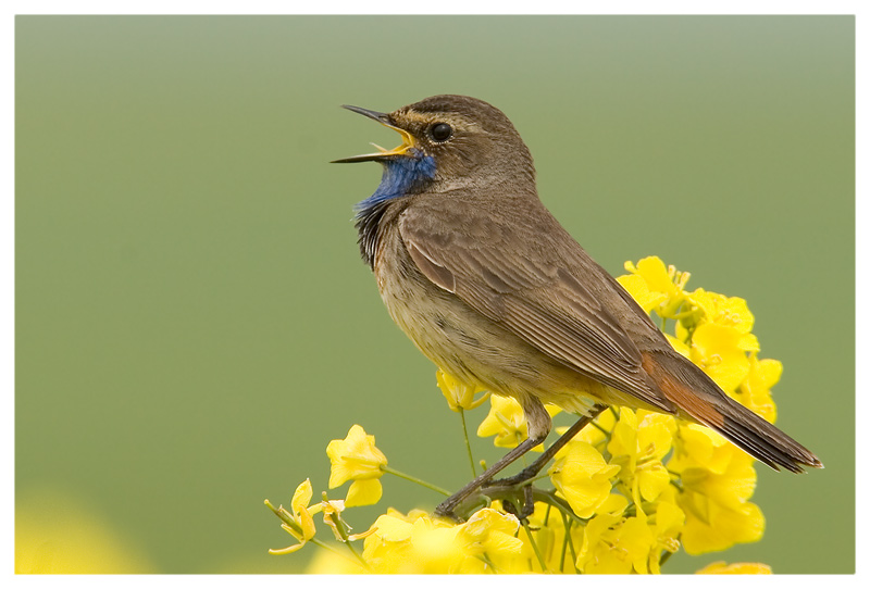 Blaukehlchen ( Luscinia cyanecula) ND