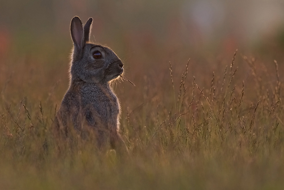 ND: Wildkaninchen im letzten Licht des Tages
