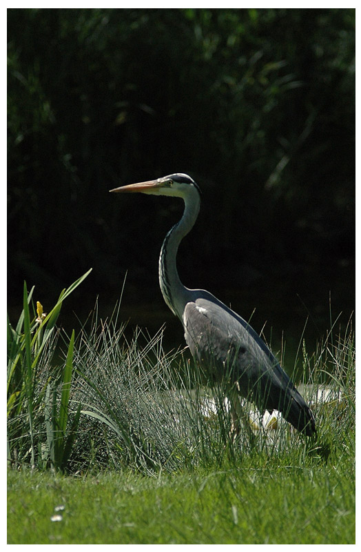 ND: Graureiher (Ardea cinerea)