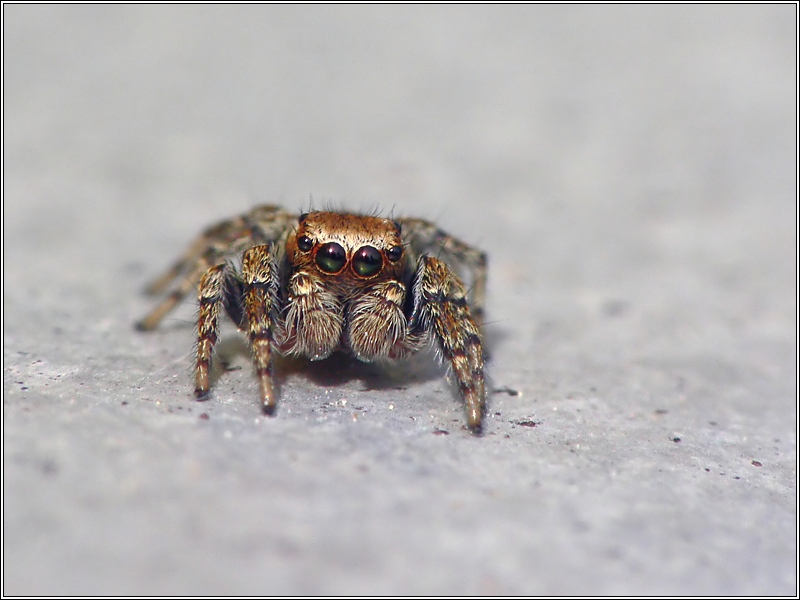 Springspinne ND