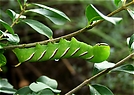 Raupe Ligusterschwärmer, ND