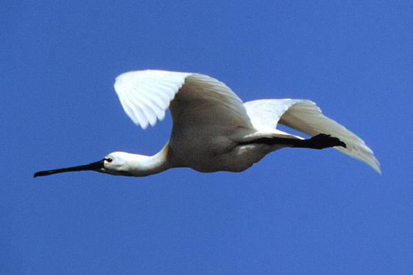 Löffler im Flug ND