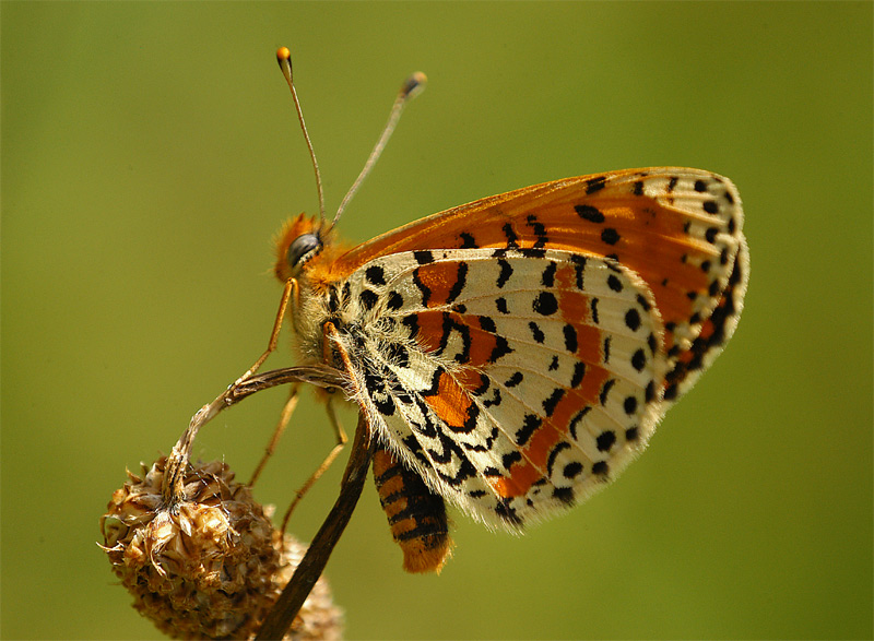 Roter Scheckenfalter ND