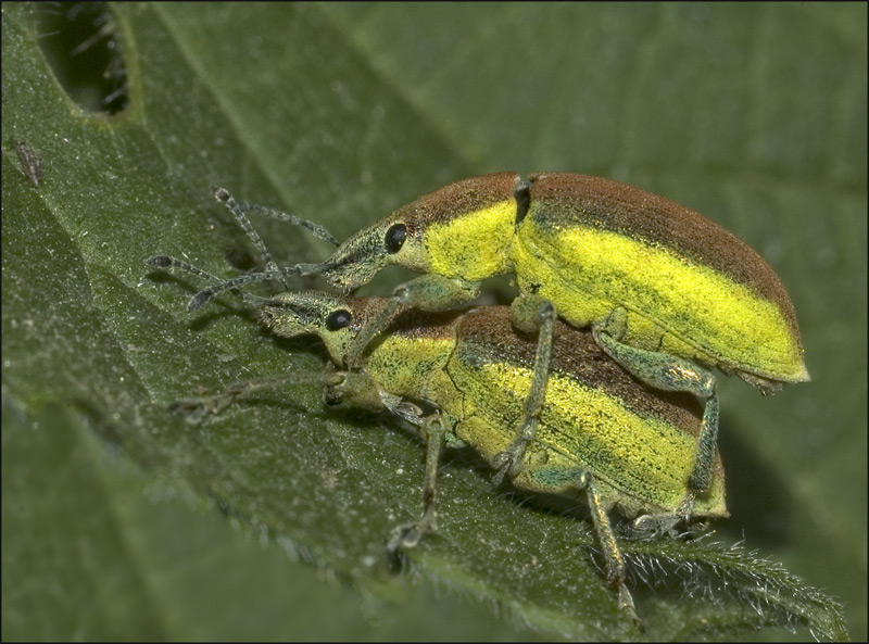 Chlorophanus viridis, ND