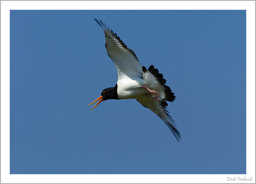 Austernfischer (Haematopus ostralegus), Helgoland , Düne