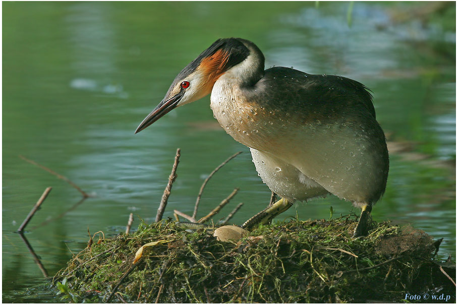 " Haubentaucher am Nest "