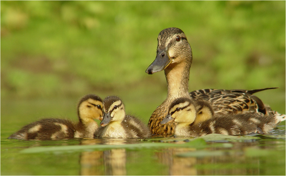 familienausflug