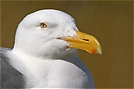 Silbermöwe (Larus argentatus) (ND)