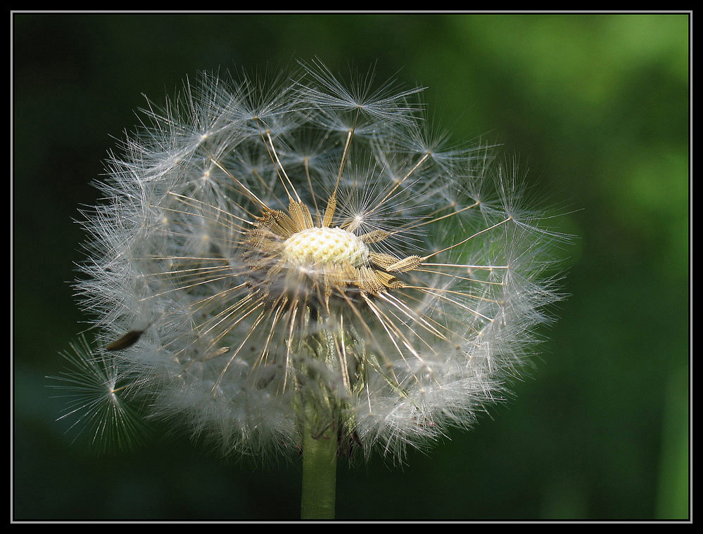 Pusteblume ND
