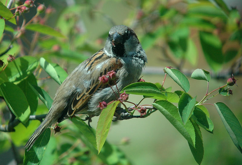 ND: "Spatz" - Haussperling II