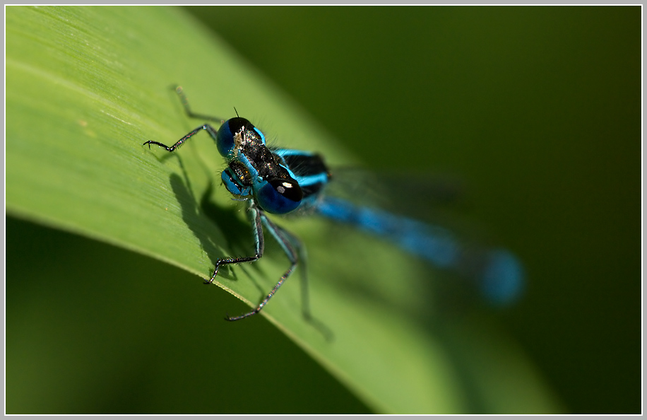 Hufeisenazurjungfer (Coenagrion puella)