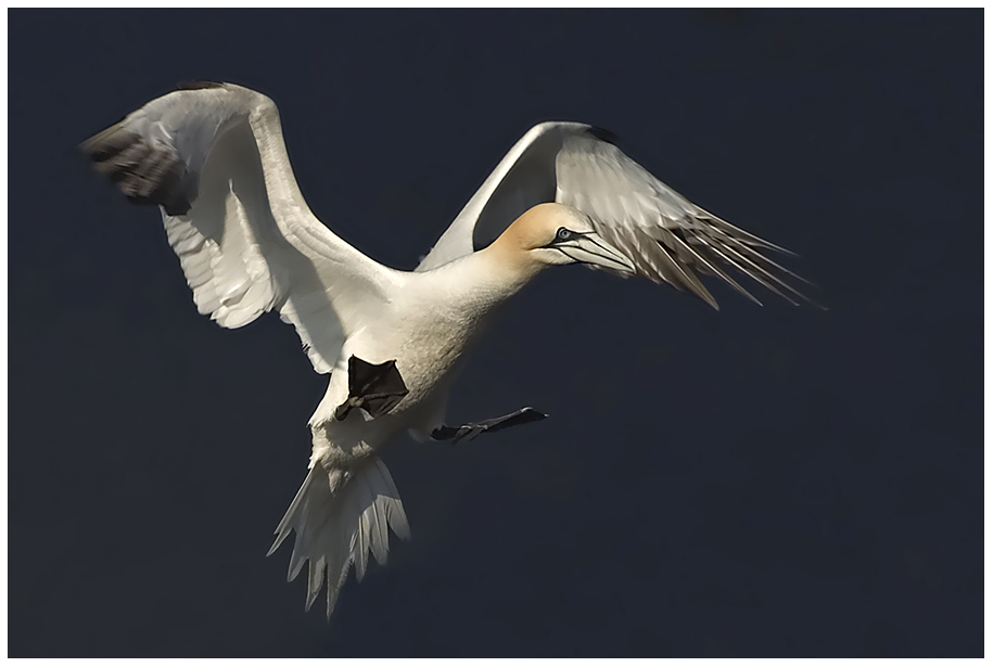 Basstölpel im Landeanflug -ND-