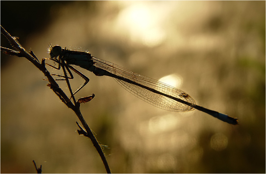 libelle