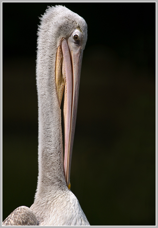Rötelpelikan (Pelecanus rufescens)