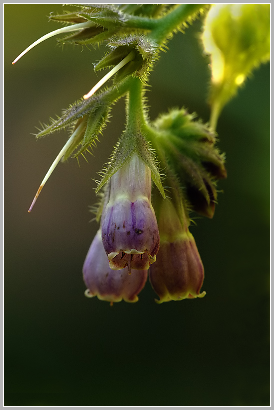 Arznei Beinwell (Symphytum officinale)