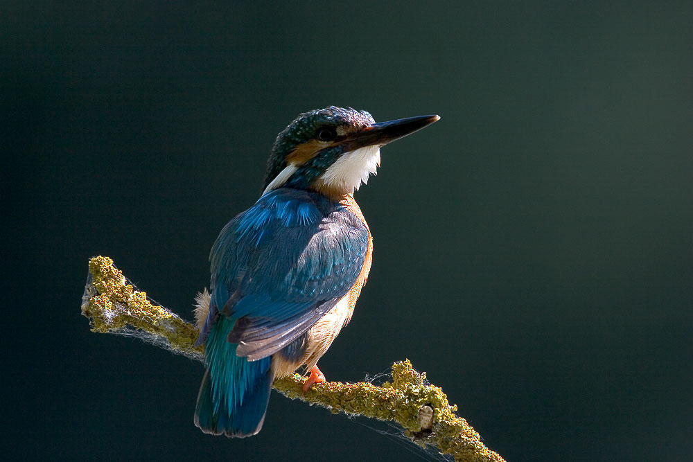 Eisvogel im Gegenlicht, KD