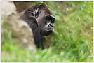 Gorilla (Gorilla gorilla)