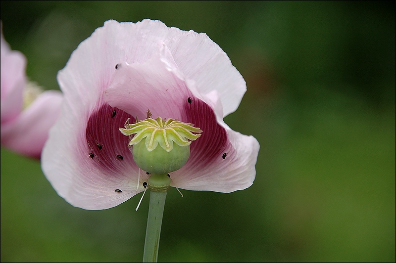 Lila Mohn mit Besuch ND