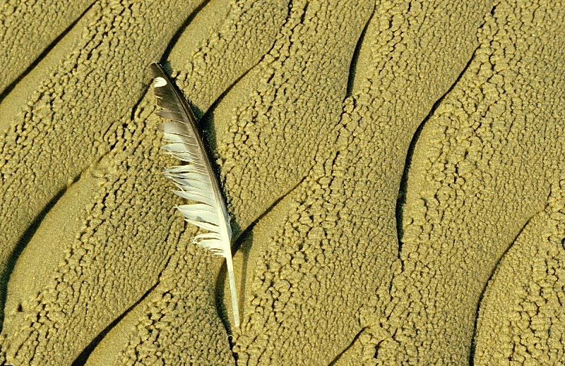 Feder am Strand
