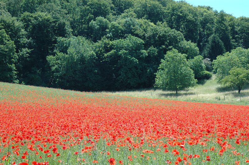 Mohnfeld (ND)