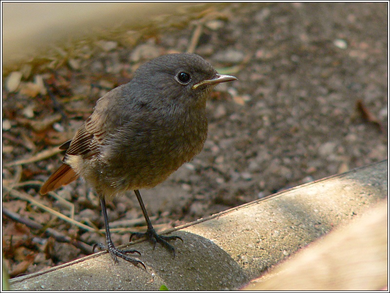 Junge Amsel ND
