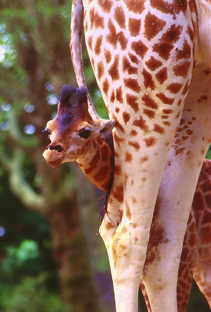 GiraffeZO