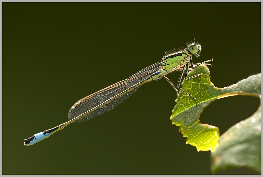 Große Pechlibelle (Ischnura elegans)