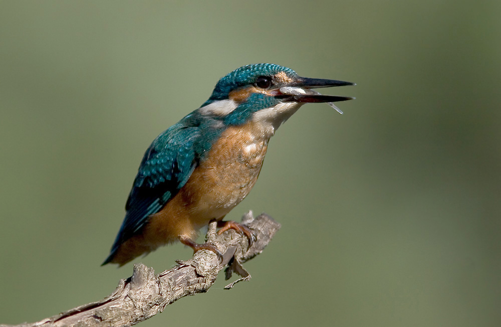 Eisvogel (juv.) mit Fisch, KD