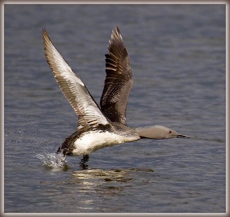 Sterntaucher hebt ab