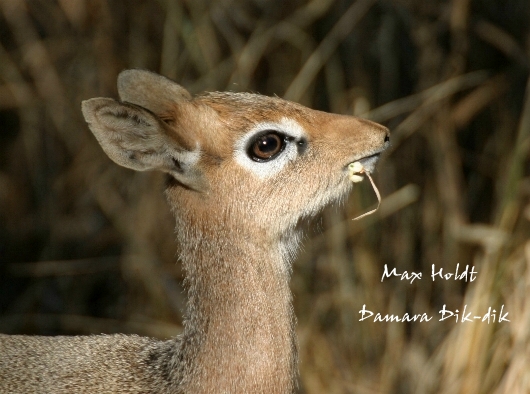 Damara Dik-dik ND