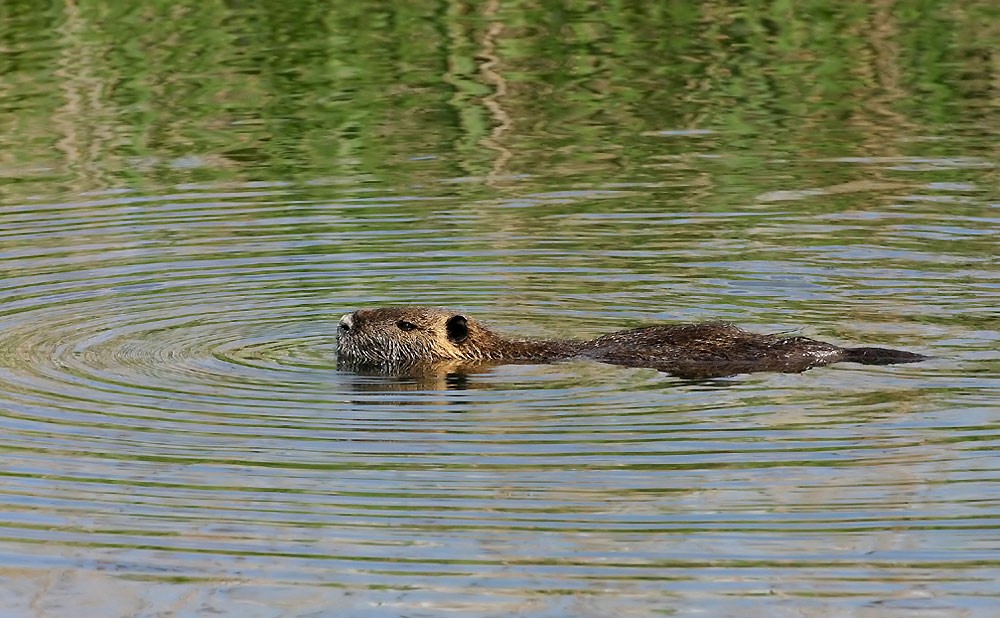 Nutria...