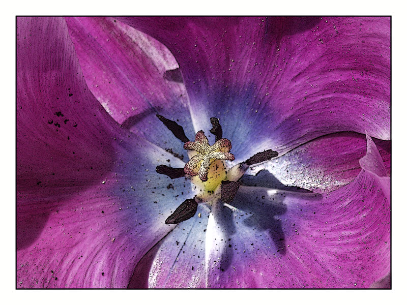 Tulpe, EBV