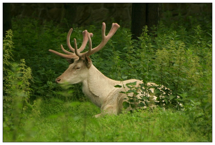 Weißer Hirsch