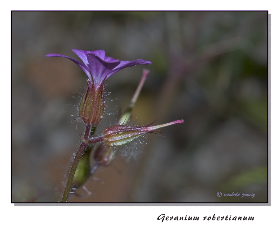 Geranium robertianum, KD