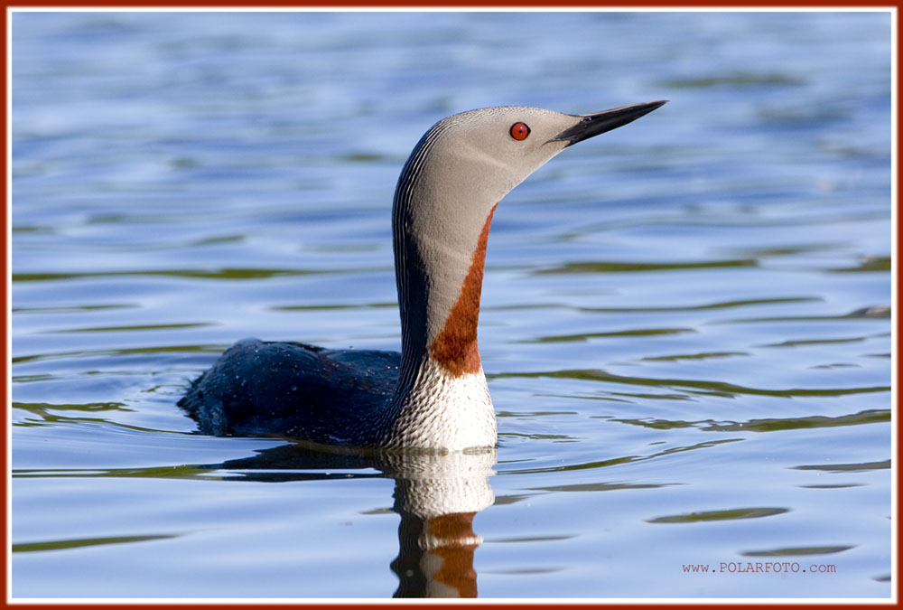 Sterntaucher im Abendlicht