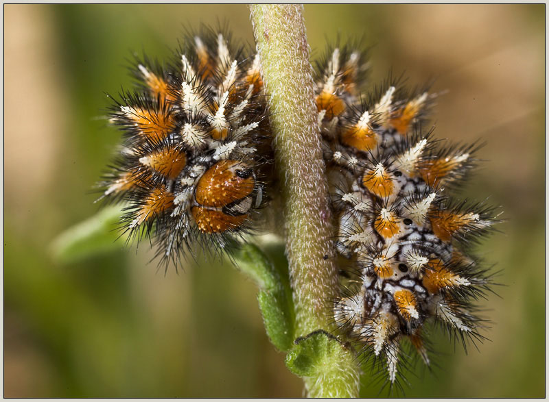 Roter Scheckenfalter, Raupe ND