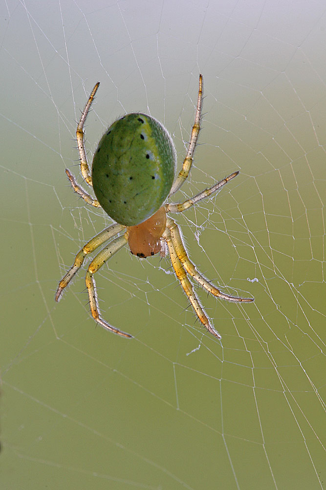 Spinne im Feuerdorn ND