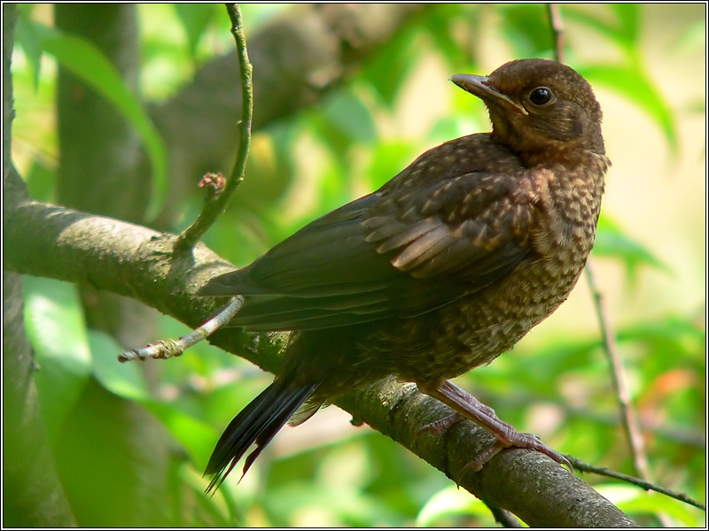 Amsel ND