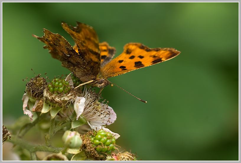 C-Falter (Polygonia c-album)