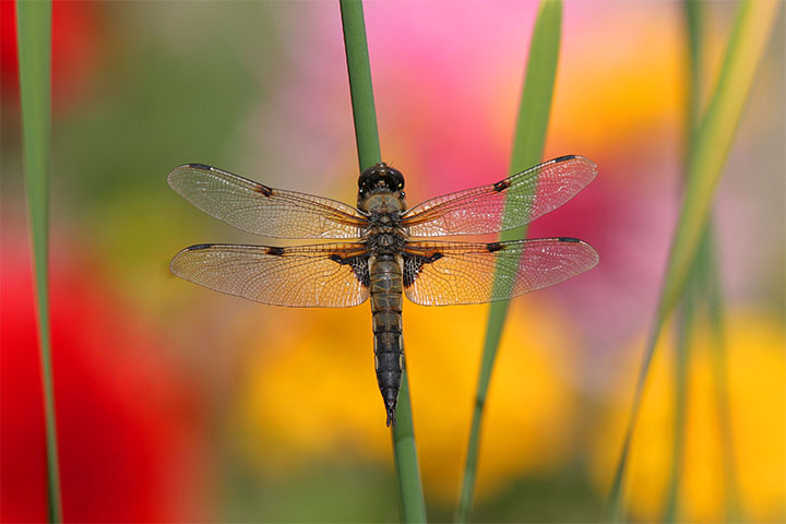 Vierfleck Libelle Bunt